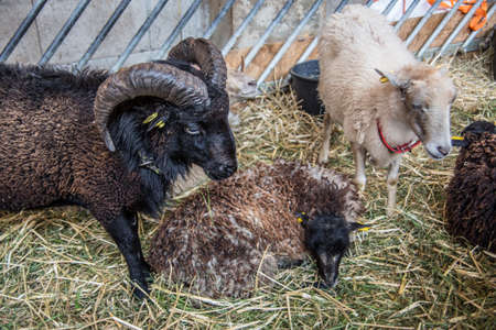 Bighorn sheep in the stable
