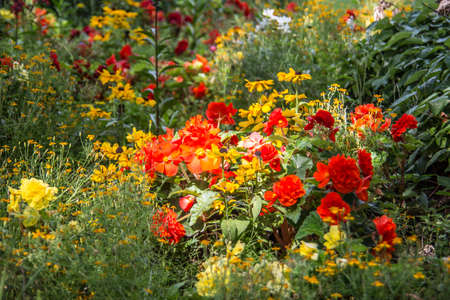 Flower bed with a colorful sea of ââflowersの写真素材