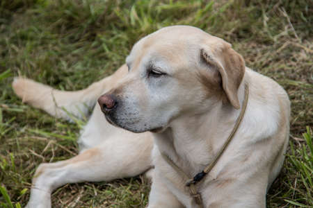 Labrador retriever lies on meadowの写真素材