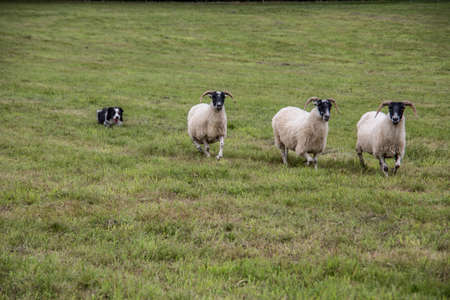 Flock of sheep powered by herding dogの写真素材