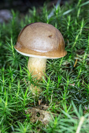 edible boletus in the forest floor