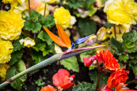 orange flowers of the flamingo flower