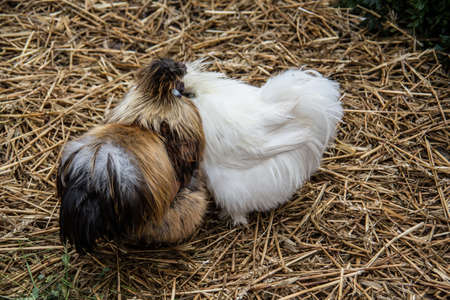 two chickens in the strawの写真素材