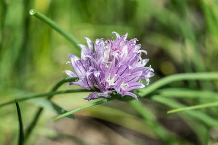 purple flower of chives