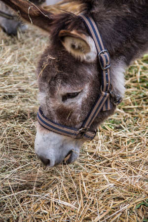 gray brown donkey eatingの写真素材
