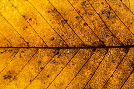 autumnal beech leaf with leaf veinsの写真素材