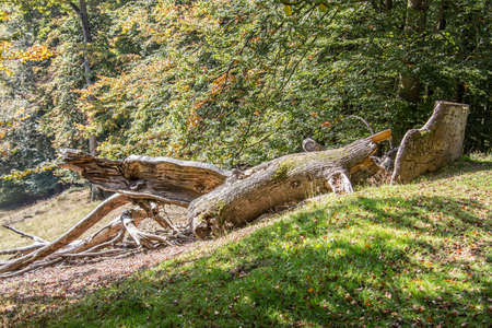 Logs on forest gladeの写真素材