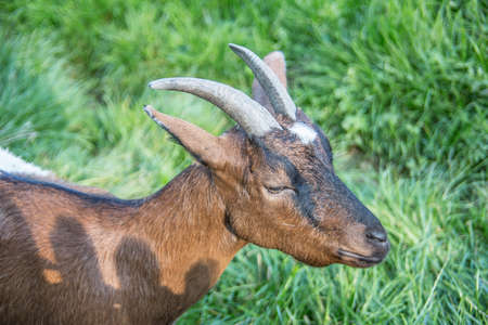 brown white goats on pasture
