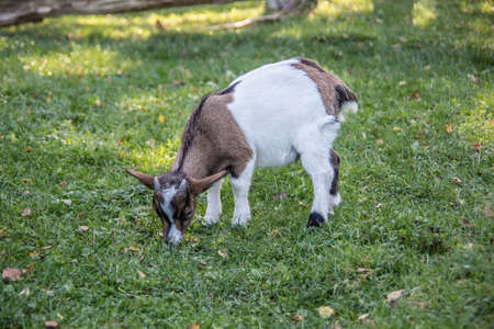 brown white goats on pasture