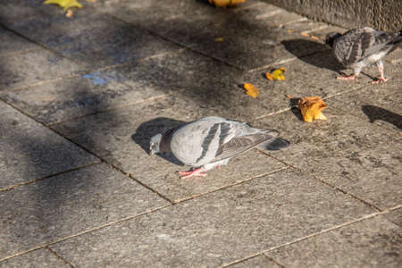 pecking pigeons on market placeの写真素材