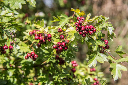 Hawthorn hedge with red berries