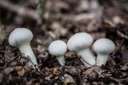 tasty edible mushroom on forest floorの写真素材