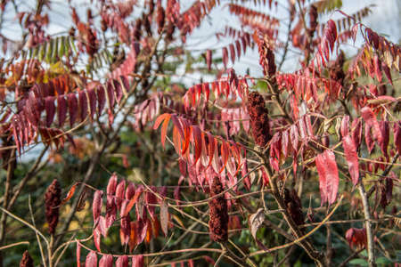 Norway maple and rowan tree tops with colorful leavesの写真素材