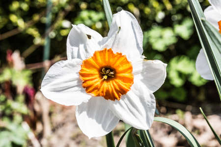 white-yellow daffodils in flowerの写真素材