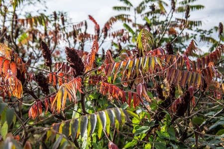 Norway maple and rowan tree tops with colorful leavesの写真素材