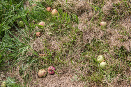 Fall fruit in the grass on the meadow