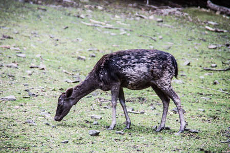 Deer on clearing in the forestの写真素材