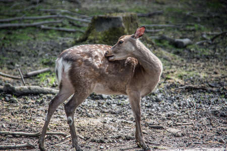 Deer on clearing in the forestの写真素材