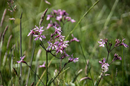 Summer meadow with pink flowering carnationの写真素材