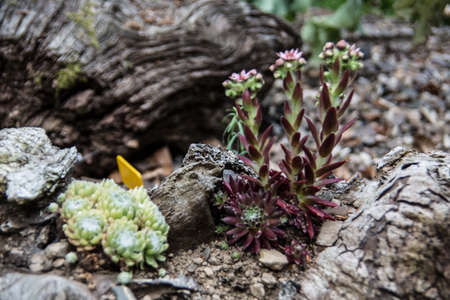 yellow flowering houseleek in the rock gardenの写真素材