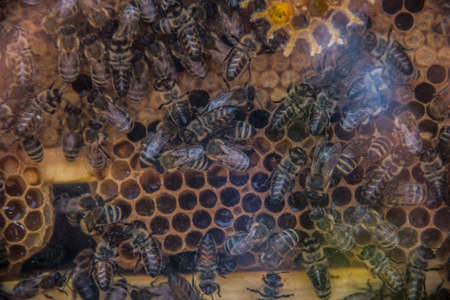 Honeybees on the beehive