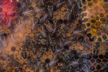 Honeybees on the beehiveの写真素材