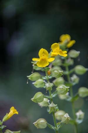 Large snapdragon with yellow flowers