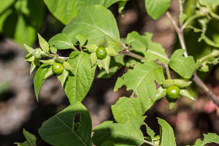 Deadly cherry with flowers and berriesの写真素材