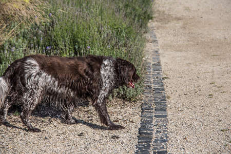 bathing wet dog in summerの写真素材