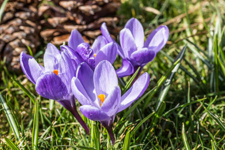 Crocuses on meadow in the castle park