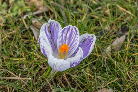 Crocuses on meadow in the castle park