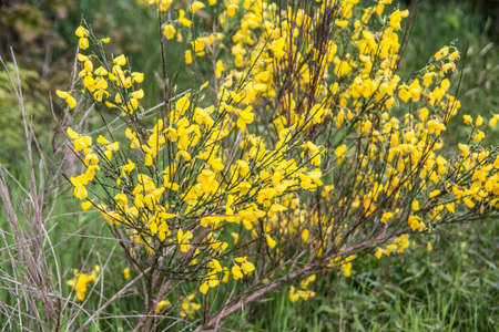 Broom broom in yellow bloom