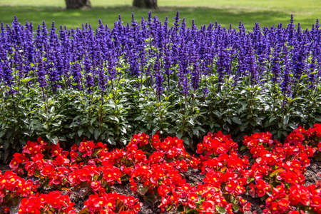 herbaceous flowers in the park