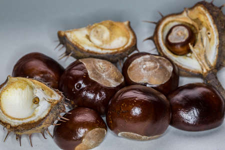 Chestnuts with a shiny brown shellの写真素材