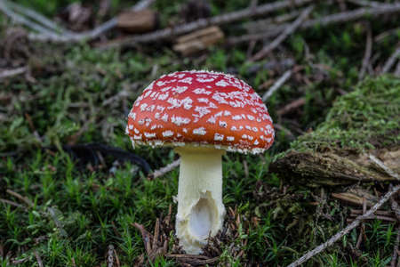 poisson Toadstool on coniferous forest floor