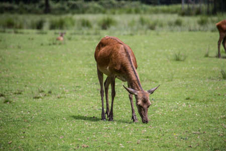 Deer at the edge of the forest in the undergrowthの写真素材