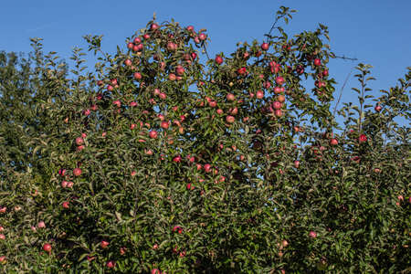 Apple tree with red ripe fruit