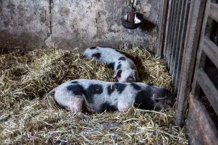 black and white spotted pigs in the stable