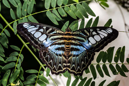 blue sail butterfly on orange