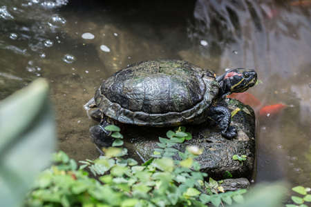 black yellow pond turtles in the pond