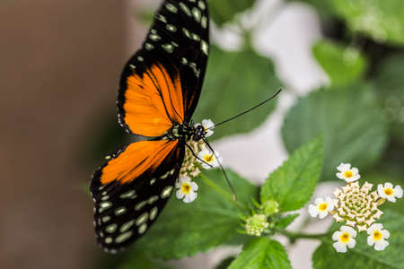tropical orange black tabby passion butterflyの写真素材