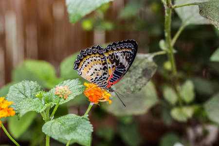 tropical leopard lace butterfly