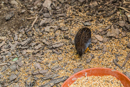 Chinese dwarf quails peck in the ground