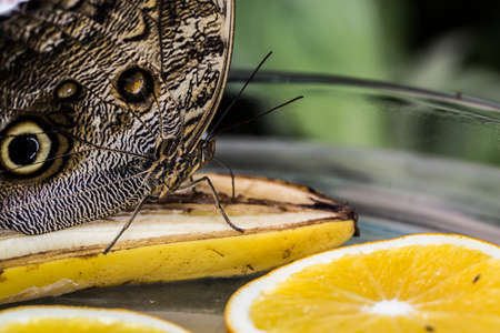Wood owl butterfly with wing eyesの写真素材