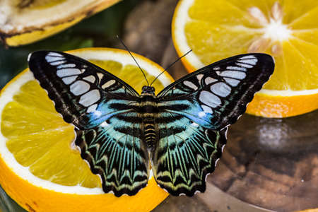 blue sail butterfly on orangeの写真素材
