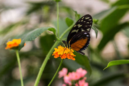 tropical orange black tabby passion butterfly