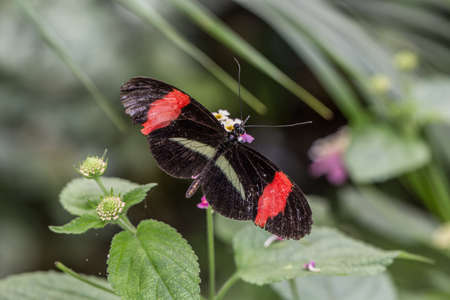 tropical red black postman butterfly