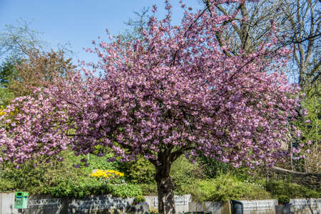 Cherry tree with pink flowers in the SchloÃŸpark Siegen