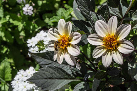 blooming flower arrangement in the flower bedの写真素材