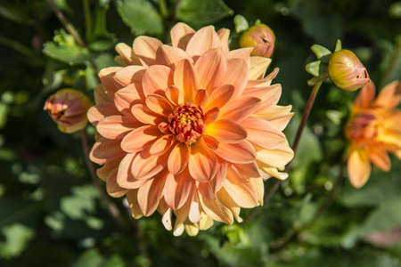 colorful dahlia flowers in a riot of colorsの写真素材